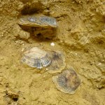 Conchiglie fossili, particolare